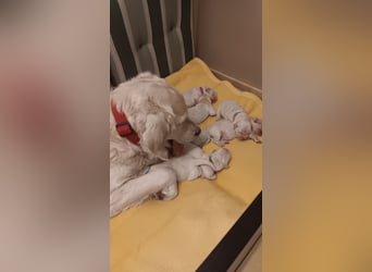 Zuckersüße Golden Retriever Welpen