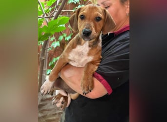 Mandy, geboren 25.03.2025, 29cm sucht ihr Zuhause