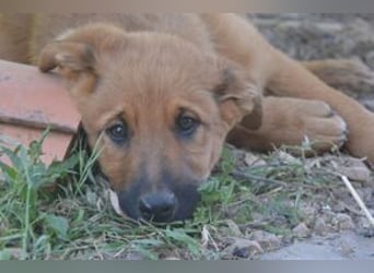 Brauni, ein verspieltes Hundekind auf der Suche nach einem Zuhause fürs Leben