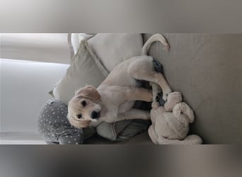 Golden Retriever Deckrüde