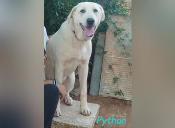 Python 10/2023 (ESP Pflegestelle) - verspielter und menschenbezogener Junghund!
