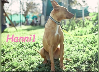 Hanni1 10/2021 (ESP) - anhängliche, gesellige und fröhliche Labrador-Podenco-Mix Hündin!