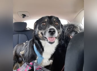 Socke - absoluter Familienhund