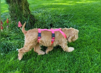 kuschlige Gioja, ein Hund für's Herz (Tierschutz)