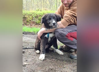 Baloo - junger,lebensfroher Hund