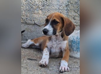 Bracken-Mix ♥Sky♥ lieb + abenteuerlustig