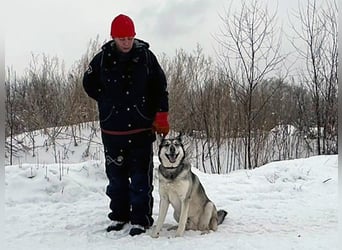 Pascho 03/2022 - energiegeladener und lernwilliger Husky (Mix) sucht sportliche Rasseliebhaber!