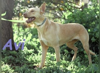 Avi geb. 10/2021 (ESP) - aufgeschlossene und menschenbezogene Labrador-Podenco-Mix Hündin!