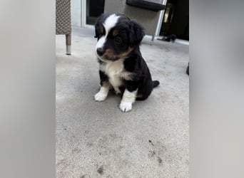 Mini Australien Shepherd Welpen suchen Traumzuhause