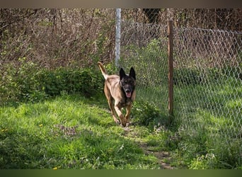 OLLI - der aktive, sportliche Herr sucht Herrchen oder/und Frauchen zum "arbeiten"