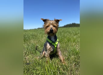 Coco, sucht seine Menschen