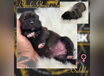 Kingzbullys Classic Edition/American Bully Classic