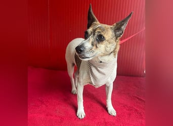 ❤️ liebenswerter kleiner TRÜFFY - 7 Jahre, 30cm/9kg - Mischling