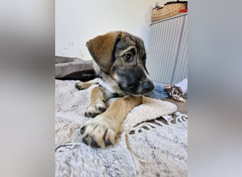 Sunny, menschenbezogen, sehr sozial, katzenverträglich
