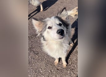 Aimee, RESERVIERT Husky-Collie Mix Lady ,  verjagt und sich selbst überlassen
