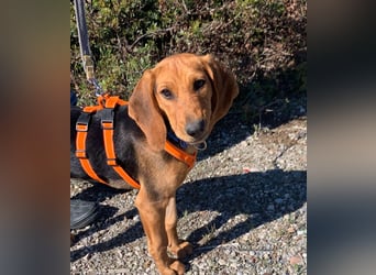 Ellie, eine wunderschöne und liebe Welpine sucht ihre Menschen