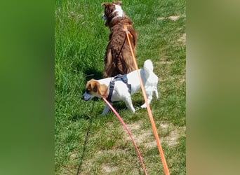 Lustige MONA sucht eine liebevolle Familie