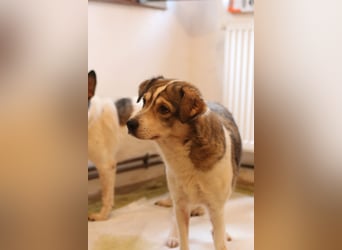 TIMENTES, Hündin, 6 Jahre, 48 cm, Mischling, Tierschutz