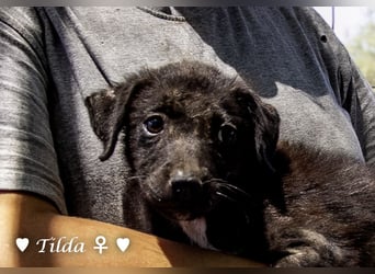 Teddy und seine Geschwister suchen ab September ein Zuhause
