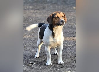 Bea - freundliche, aktive, anhängliche Beagle Mix Hündin / z.Zt. noch in Rumänien