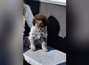 Lagotto Romagnolo Rüde mit Handicap