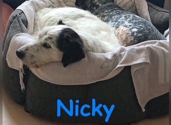 Nicky 01/2019 (ESP Pflegestelle) - braver, ausgeglichener und unglaublich lieber Bodeguero-Mix!