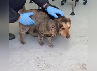 Robin - freundlicher, ruhiger, katzenverträglicher Dackel-Terrier-Mix Rüde / z.Zt. noch in Rumänien