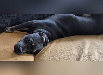 Süße Labradorwalmaraner/ American bully (pocket) Mix