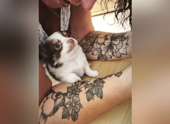 Reinrassige Chihuahua Welpen