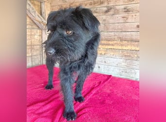 (R) ❤️ superliebe Familienhündin BOGI - 1,5 Jahre, 50cm/18kg - Mischling