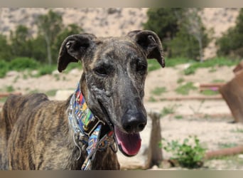 CORA-zarte Galgo-Seele auf der Suche nach einem liebevollen Zuhause