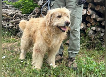 Buddy, geboren 01.04.2024, 50cm sucht seine Menschen