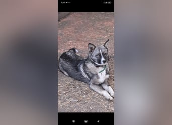 Mila- eine kleine, liebe Hündin sucht ihr Für - immer - Zuhause.