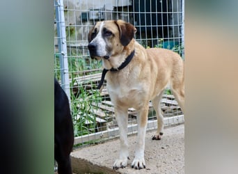 Ruhiger und gelassener Junghund WILLY (2 Jahre) sucht eine Familie