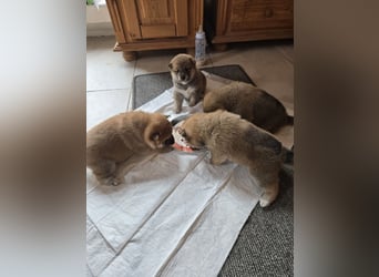 Shiba inu Welpen.   vom Haus Joe   ,Liebhaberzucht
