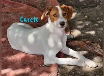 Careto geb. 02/2025 (ESP) - verspielter, kleiner Podenco-Bodeguero Mix Welpe!