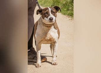 Xena, hat es nicht verdient im Tierheim alt zu werden. Ein absolut toller Familienhund!