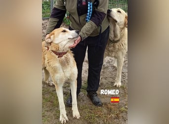 Romeo,geb.11/21,gemütlicher Mastin Espanol sucht seine Familie