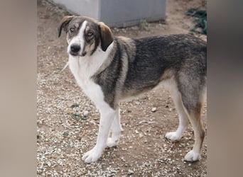 Dios, geb. ca. 05/2022, lebt in GRIECHENLAND, im städt. Tierheim Serres