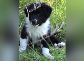 Australian Shepherd Welpe (reinrassig)