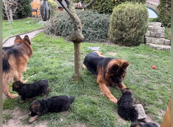 Deutsche Schäferhunde Langstockhaar