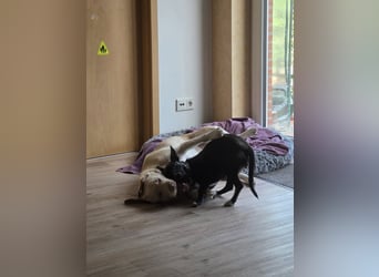 AINOA ❤️ Sonnenschein Familienhündin, Pflegefamilie Kevelaer
