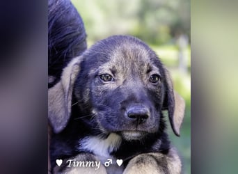 Timmy, Allie, Adam und Ajax suchen ein Zuhause