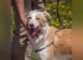 Paky – ein Traumhund aus Portugal