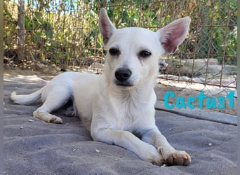 Cactus1 01/2024 (ESP) - verspielter, kleiner Chihuahua-Mix!