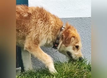 Zobie möchte endlich ankommen