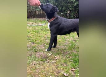 Trudie - Augenstern sucht Kuschelwolke (47839 Krefeld)