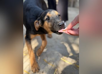 Dobby LM – kleiner Wirbelwind sucht seine Familie