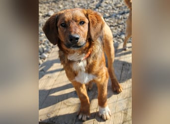 Spielen und Kuscheln - dafür ist Zuckerbub DARIO immer zu haben