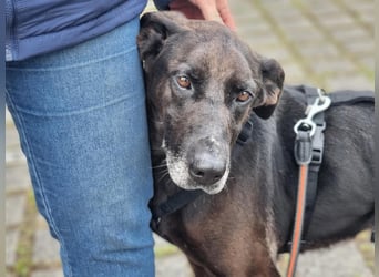Dolly, geboren 30.12.2015, 60cm sucht ihr Zuhause (auf Pflegestelle in Deutschland)